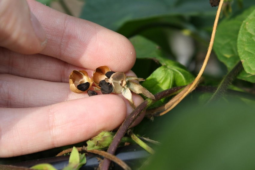 Семена ипомеї Семена ипомеї