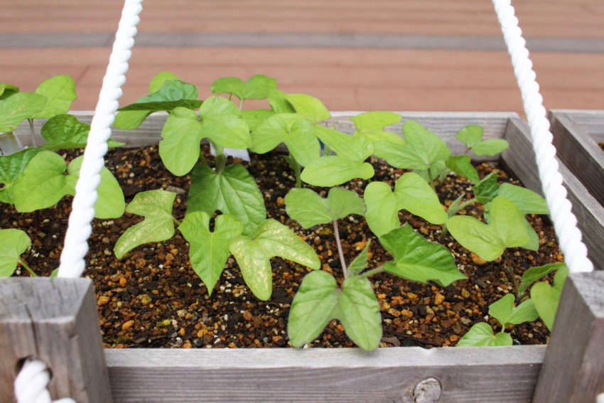 Розсада іпомеї Розсада іпомеї