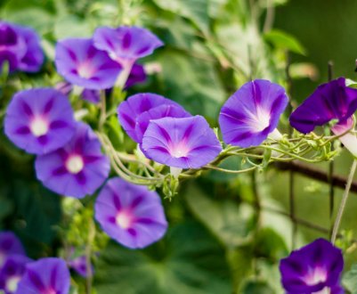 Іпомея: вирощування вьюнкової красуні