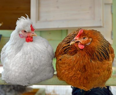 Як побудувати маленький курник на 5 курей