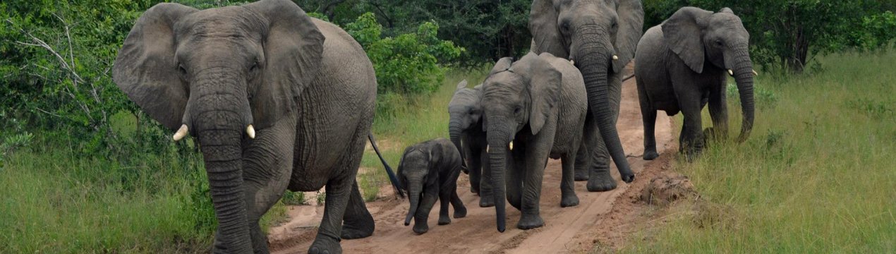 Фермери Індії вимагають прийняття заходів проти нападів слонів на села