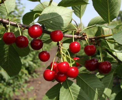 Гірська вишня з Верони доступна протягом усього липня
