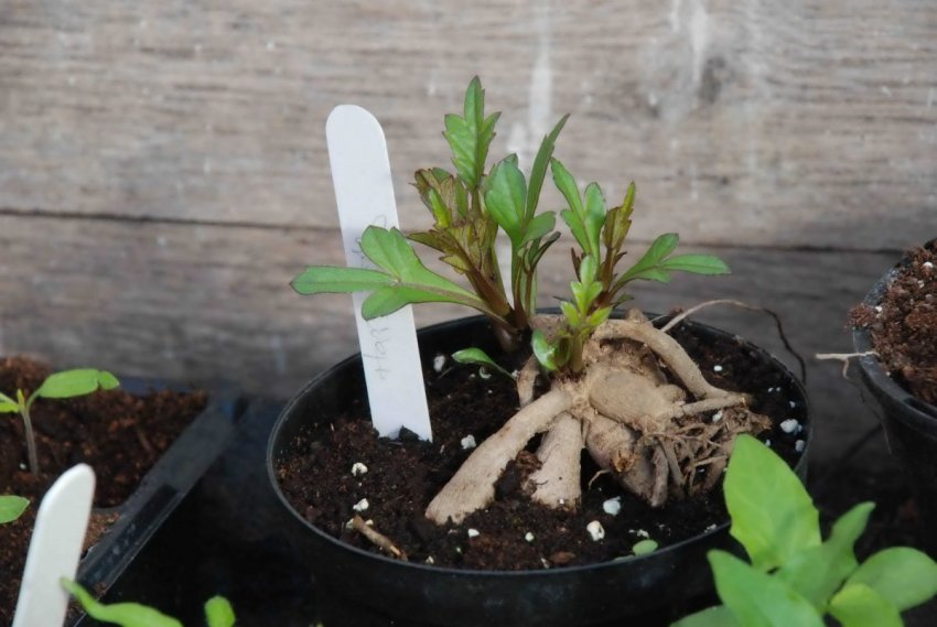 Пророщування георгін Пророщування георгін