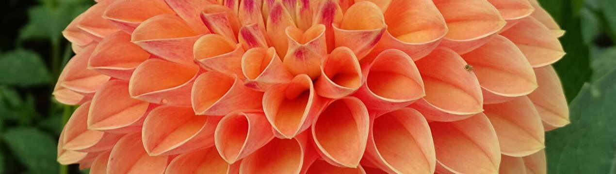 Пишні та розкішні кущики георгін: як і коли садити