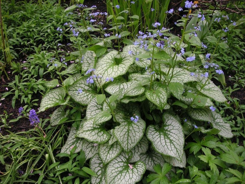 Бруннера крупнолиста Бруннера крупнолиста