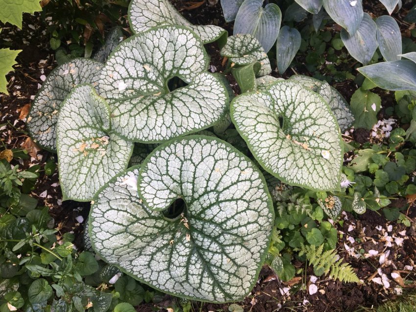 Брунер крупнолистий Брунер крупнолистий