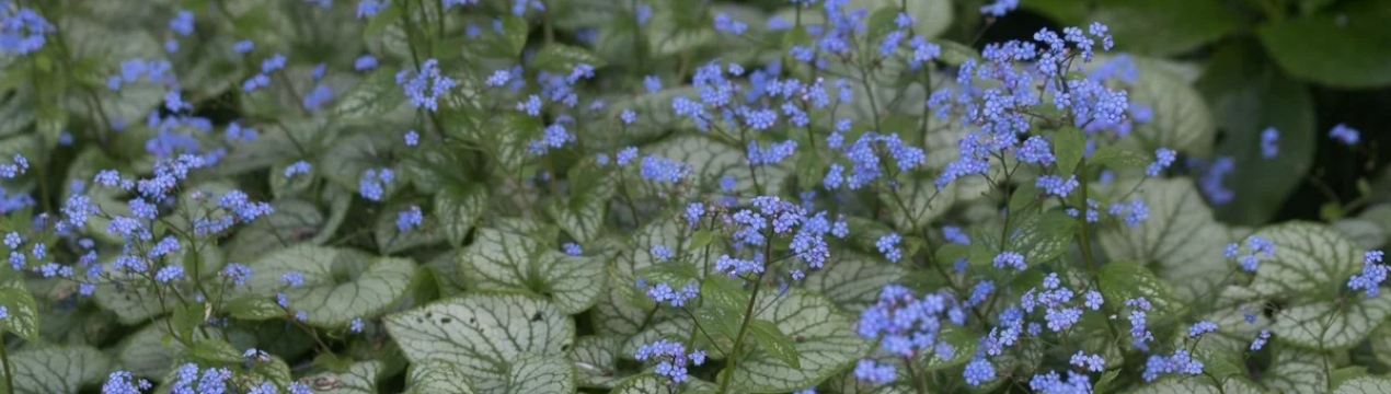 Бруннера крупнолистна: опис і догляд за рослиною