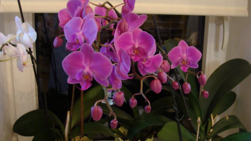 Орхідея Орхідея