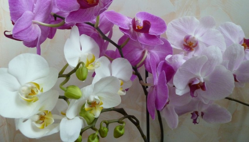 Орхідея Орхідея