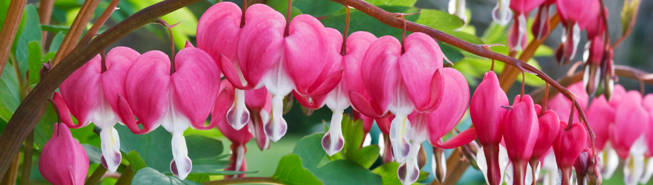 10 кращих тінетерплячих літніх рослин