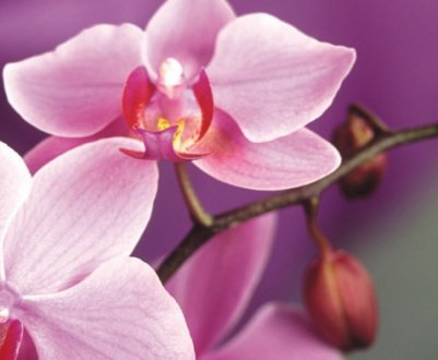 Що робити, якщо у орхідеї опадають нерозпущеною бутони?