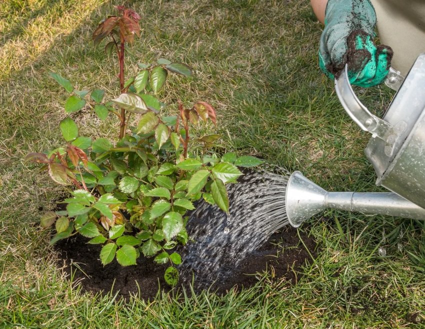 Полив троянд