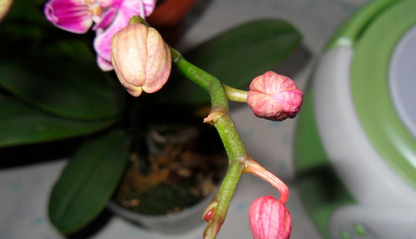 Бутони орхідеї Бутони орхідеї