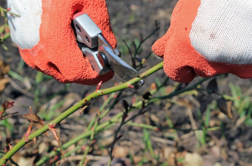 Обрізка троянди