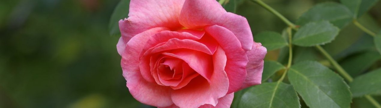 6 обов'язкових процедур після цвітіння троянд