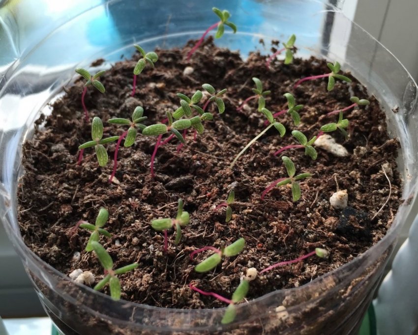 Портулак Портулак