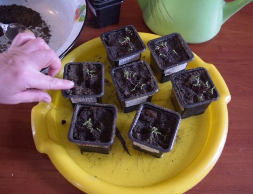 Пікіровка портулака Пікіровка портулака