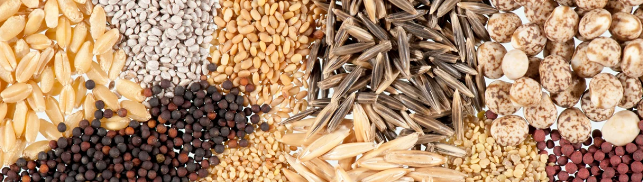 Заготовка семян: які, де і як збирати