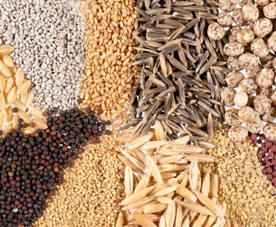 Заготовка семян: які, де і як збирати