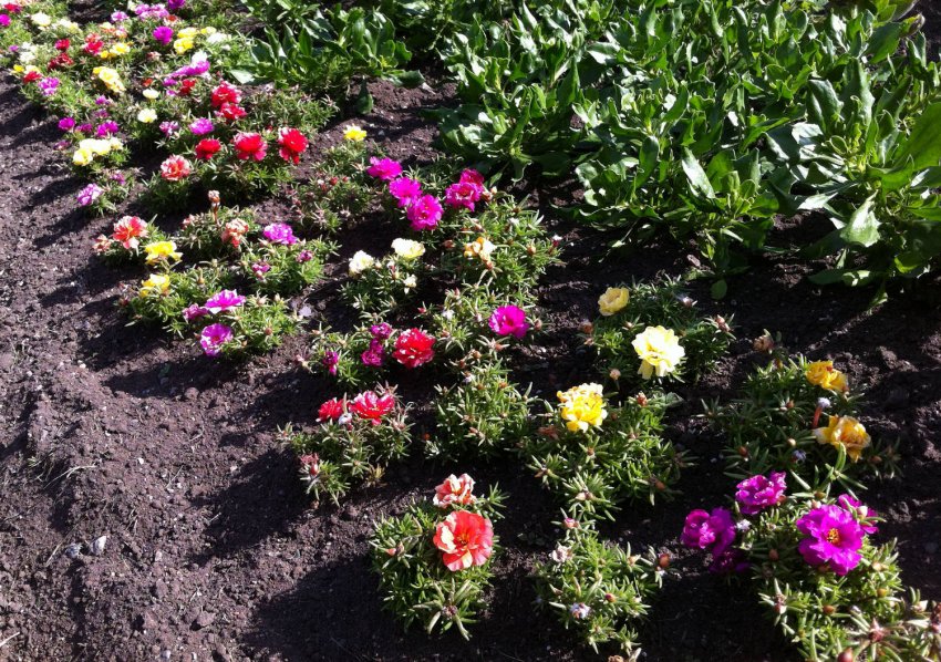 Портулак Портулак