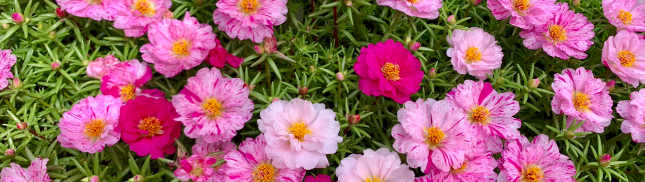 Портулак: вирощування з насіння