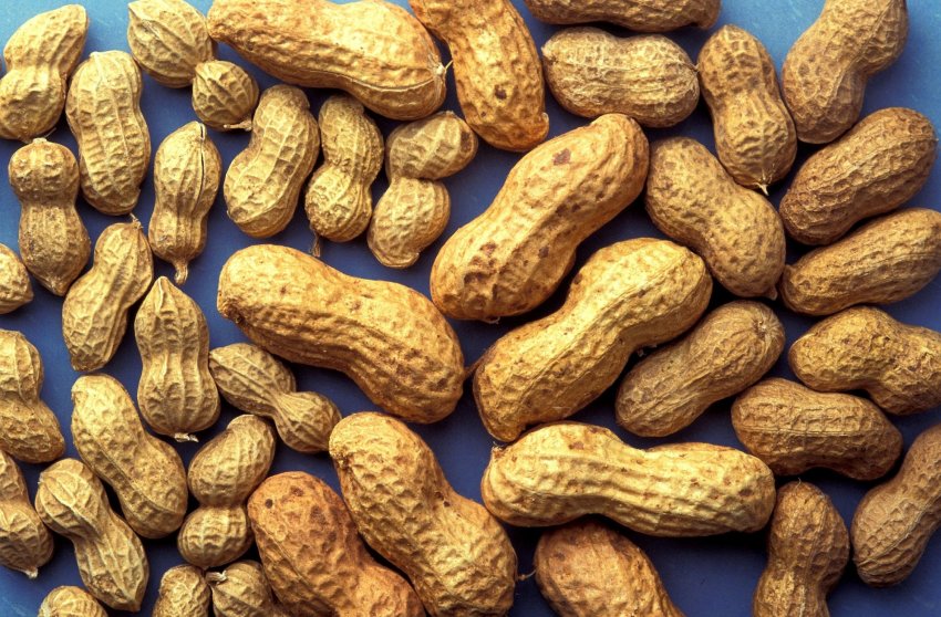 Арахіс Арахіс