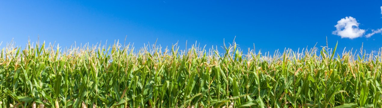 Страхування врожаю фермерів в Індії