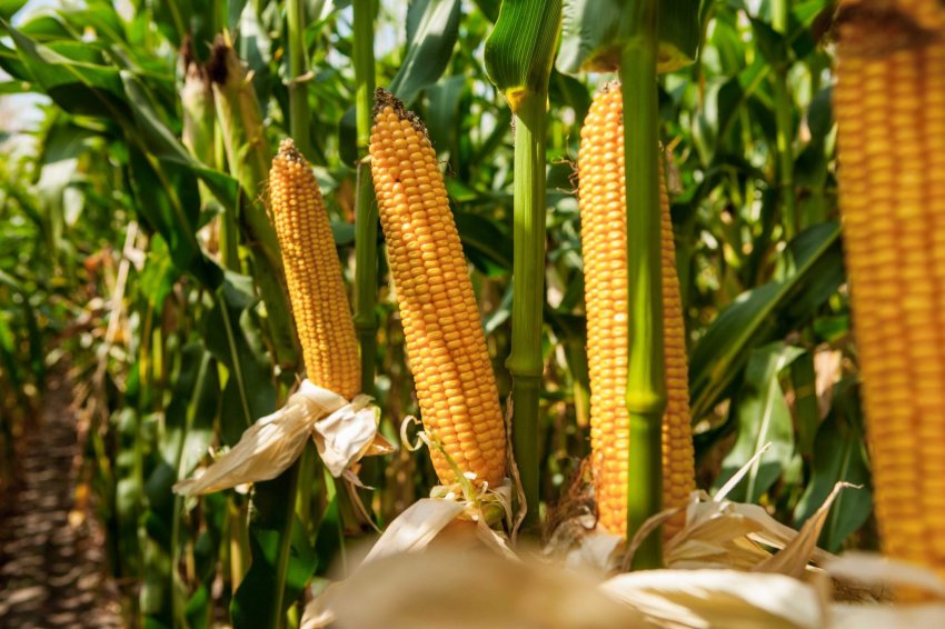 Страхування врожаю фермерів в Індії Страхування врожаю фермерів в Індії