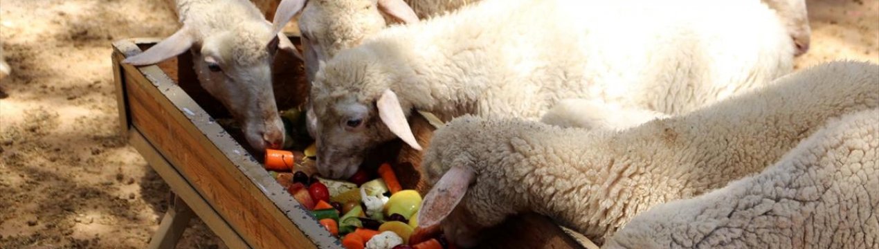 Корм для тварин можна добувати на пріоритетних ділянках