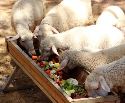 Корм для тварин можна добувати на пріоритетних ділянках