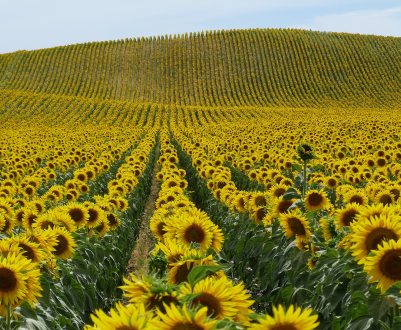 Партія подсоняшників була продана в Нідерланди за допомогою підроблених документів