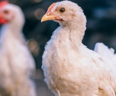 Як лікувати курей від кокцидіозу