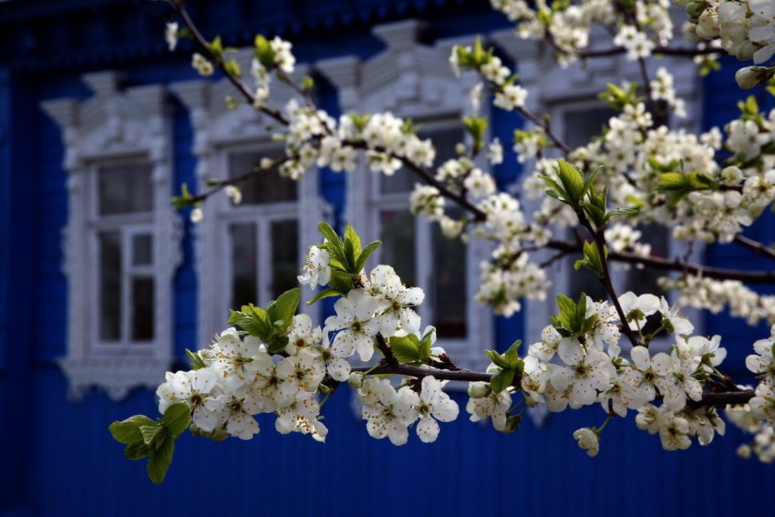Вишня біля будинку