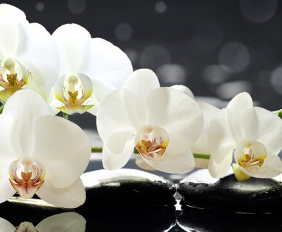 Способи розмноження орхідей в домашніх умовах