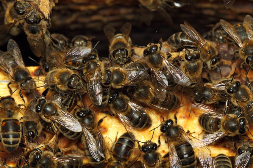 Бджоли Бджоли