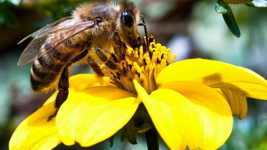 Захист диких запилювачів Захист диких запилювачів