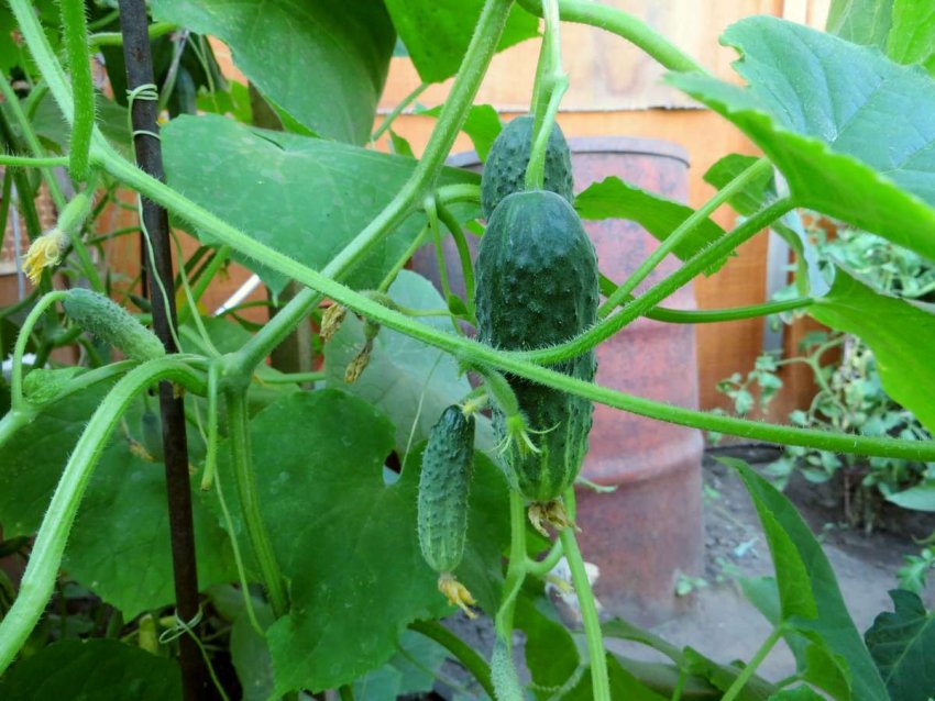 Засолочний