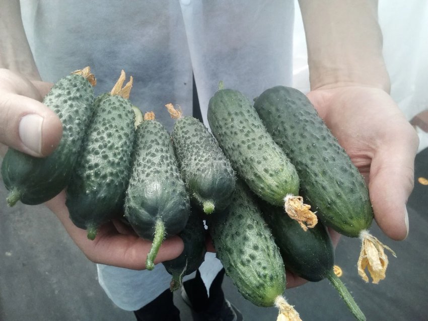 Мрія дачника F1