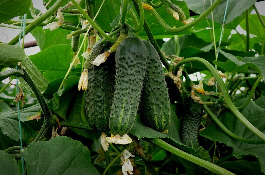 Хіт сезону F1