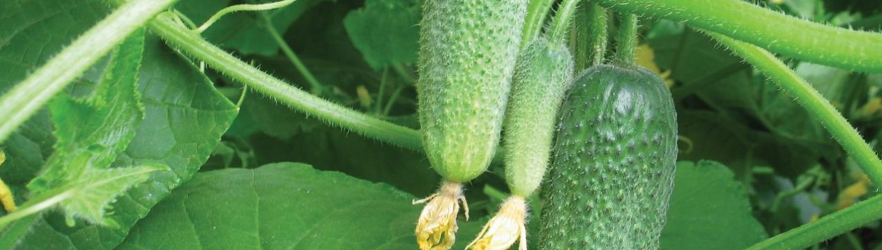 8 врожайних сортів огірків для посолу
