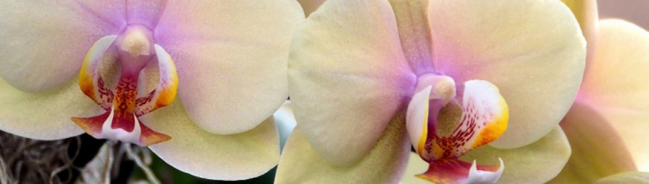 Чим краще підгодовувати орхідею в домашніх умовах?