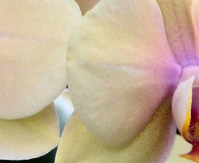 Чим краще підгодовувати орхідею в домашніх умовах?