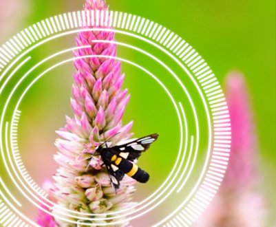 Представлення кращих рішень для сільського господарства на виставці «Сибірський аграрний тиждень - 2020»