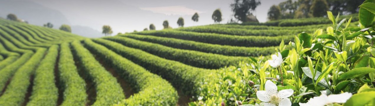 Плантатори, які вирощують чай в Індії, стурбовані втратою урожаю