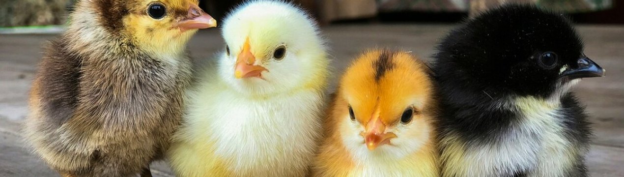 Чи буде прийнятий закон, що забороняє вбивство циплят з 2021 року?