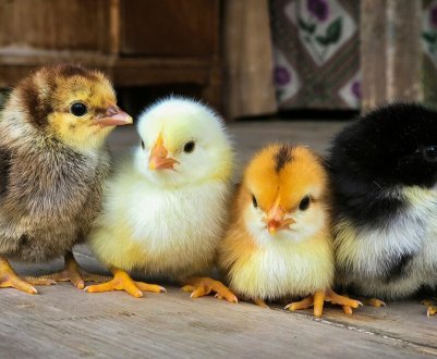 Чи буде прийнятий закон, що забороняє вбивство циплят з 2021 року?