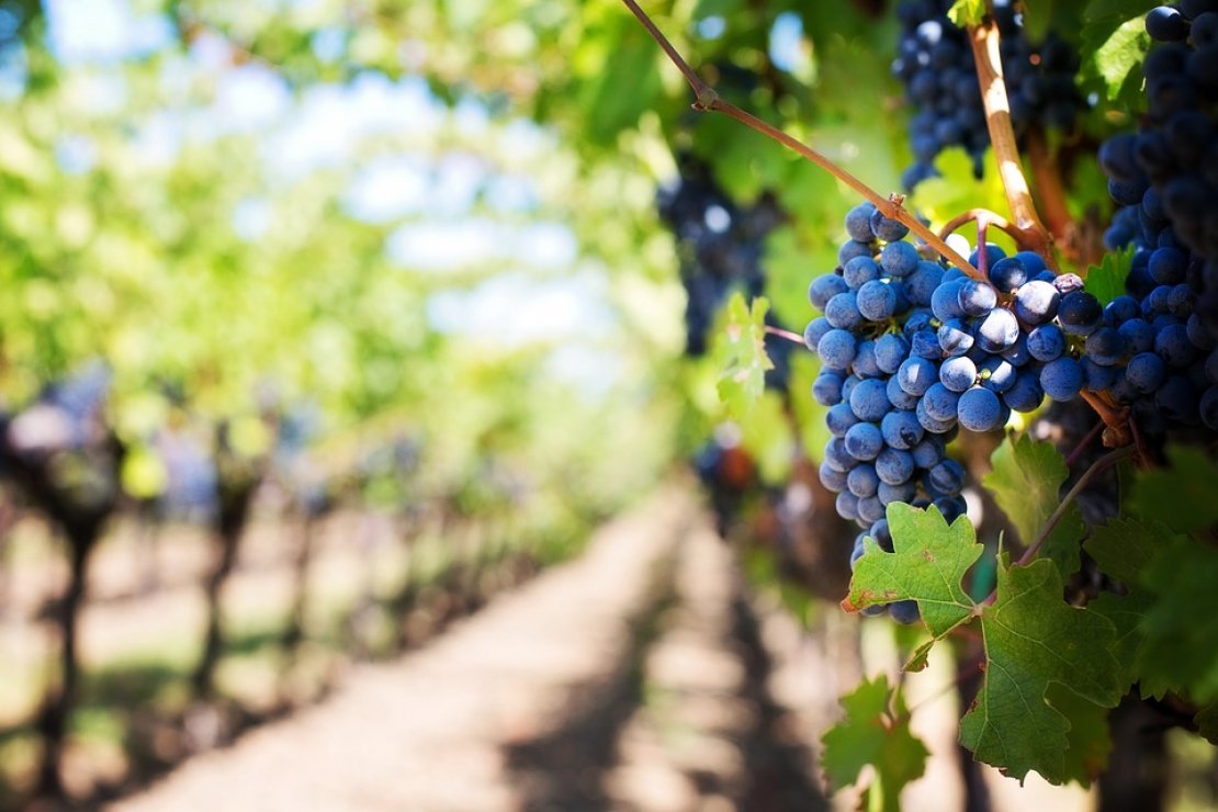 «Северное виноградарство»