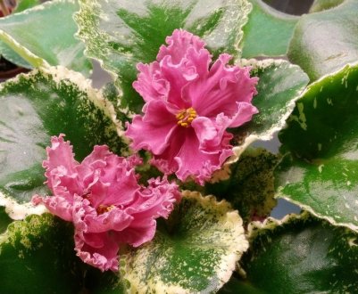 Фіалка «Шикарний Мак»: догляд в домашніх умовах