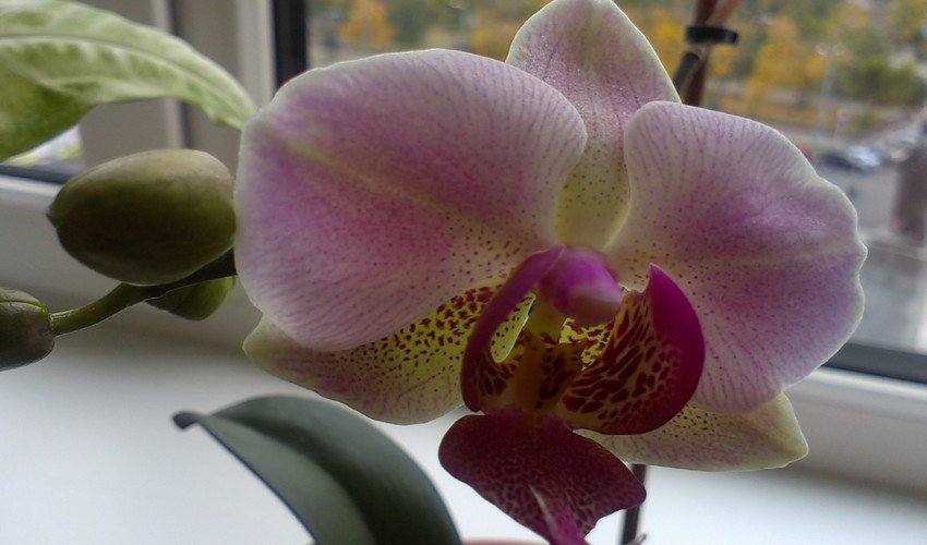 Підживлення орхідей Підживлення орхідей