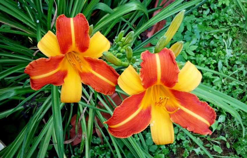 Франс Хальс